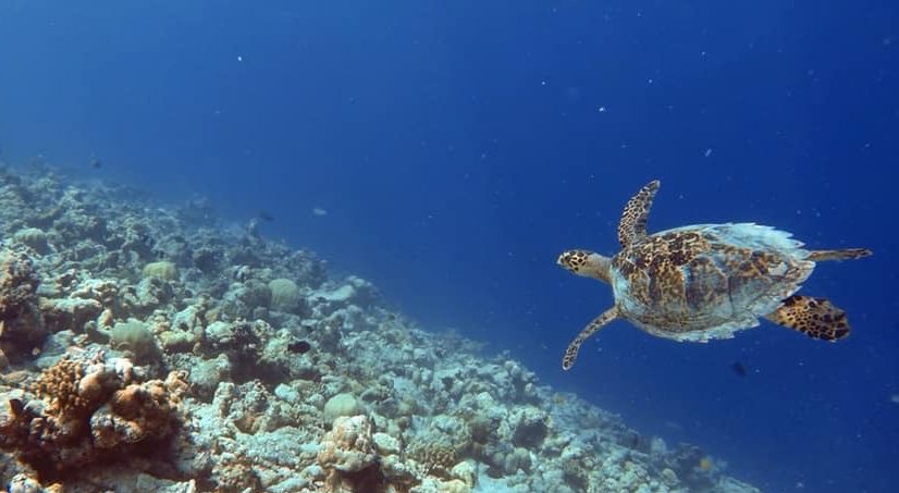 Snorkeling, Goidhoo, Maldives