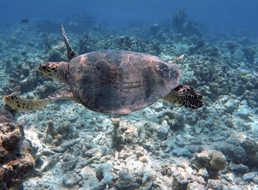 Snorkeling, Goidhoo, Maldives