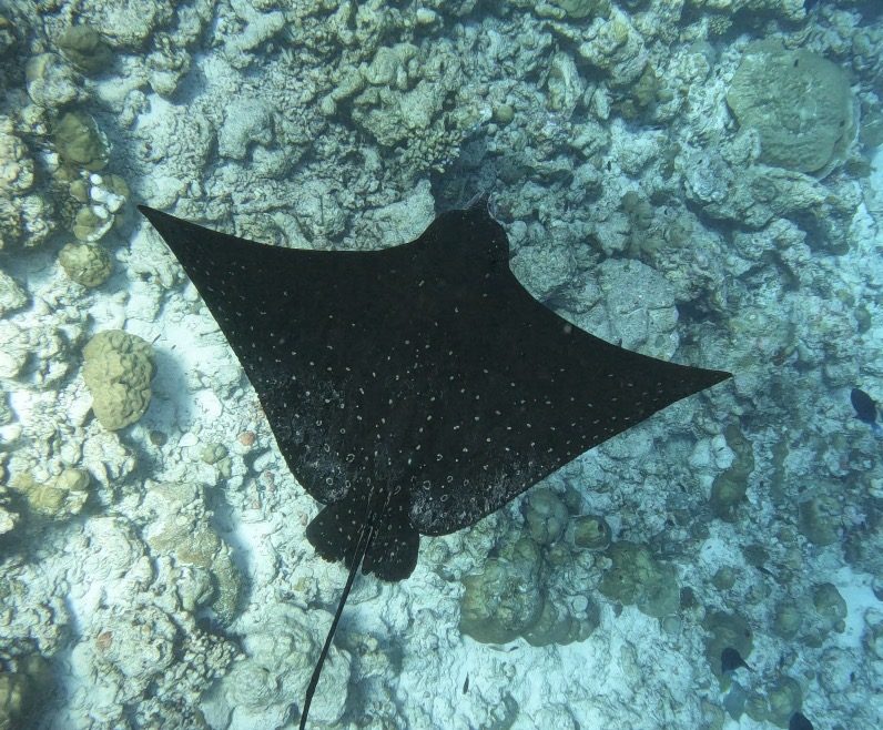 Snorkeling, Goidhoo, Maldives