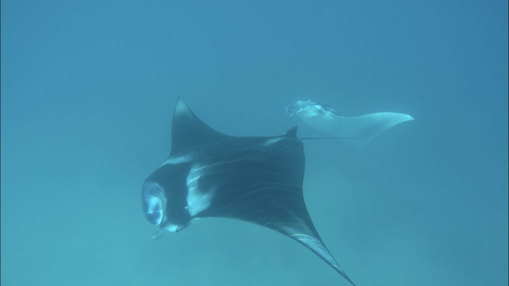 Snorkeling, Goidhoo, Maldives