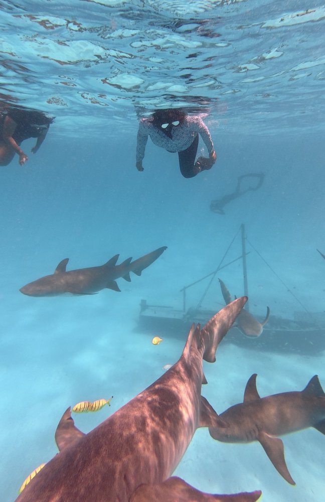 Snorkelers swimming above nurse sharks over white sand in the Maldives